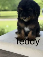 Teddy , a male Miniature Goldendoodle for sale in Mayfield, KY – 2 of 2
