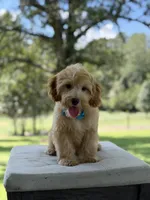 Bucky, a male Miniature Goldendoodle for sale in Mayfield, KY – 4 of 10