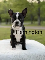 Remington, a male Boston Terrier for sale in Mayfield, KY – Photo 1 of 9
