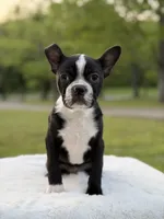 Remington, a male Boston Terrier for sale in Mayfield, KY – Photo 8 of 9