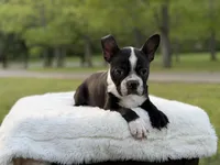 Remington, a male Boston Terrier for sale in Mayfield, KY – Photo 7 of 9