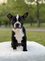 Remington, a male Boston Terrier for sale in Mayfield, KY – Photo 5 of 9