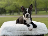 Remington, a male Boston Terrier for sale in Mayfield, KY – Photo 6 of 9
