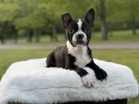Remington, a male Boston Terrier for sale in Mayfield, KY – Photo 9 of 9
