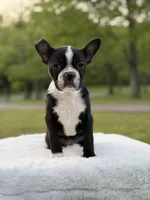 Remington, a male Boston Terrier for sale in Mayfield, KY – Photo 2 of 9