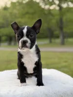 Remington, a male Boston Terrier for sale in Mayfield, KY – Photo 3 of 9