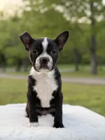 Remington, a male Boston Terrier for sale in Mayfield, KY – Photo 4 of 9