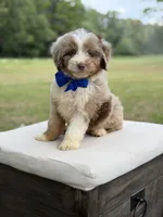 Wes , a male Miniature Aussiedoodle for sale in Mayfield, KY – 4 of 10