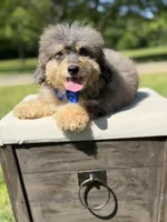 Thor, a male Miniature Bernedoodle for sale in Mayfield, KY – 2 of 10