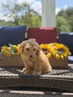 Bucky, a male Miniature Goldendoodle for sale in Mayfield, KY – 5 of 9