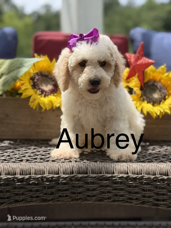 Aubrey – Miniature Goldendoodle puppy for sale in Mayfield, KY