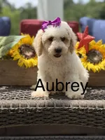 Aubrey, a female Miniature Goldendoodle for sale in Mayfield, KY – 1 of 10