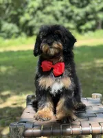 Teddy , a male Miniature Goldendoodle for sale in Mayfield, KY – 7 of 10