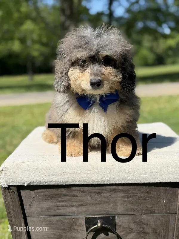 Thor – Miniature Bernedoodle puppy for sale in Mayfield, KY