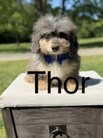 Thor, a male Miniature Bernedoodle for sale in Mayfield, KY – 1 of 10