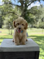 Bucky, a male Miniature Goldendoodle for sale in Mayfield, KY – 5 of 10