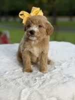 Cookie , a female Miniature Goldendoodle for sale in Mayfield, KY – 3 of 10