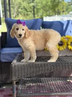 Dixie , a female Goldendoodle for sale in Mayfield, KY – 10 of 10