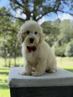 Buddy , a male Miniature Goldendoodle for sale in Mayfield, KY – 7 of 10