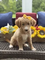 Alina, a female Miniature Goldendoodle for sale in Mayfield, KY – 7 of 10