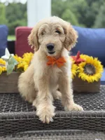 Alex, a male Miniature Goldendoodle for sale in Mayfield, KY – 2 of 10