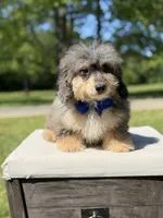 Thor, a male Miniature Bernedoodle for sale in Mayfield, KY – 7 of 10