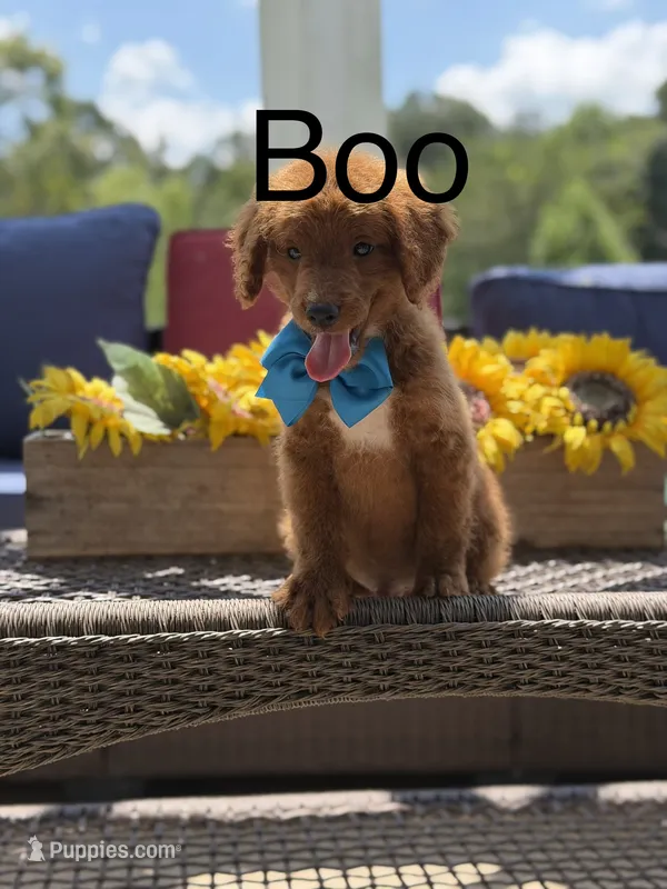 Boo – Miniature Goldendoodle puppy for sale in Mayfield, KY