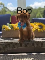 Boo, a male Miniature Goldendoodle for sale in Mayfield, KY – 1 of 10