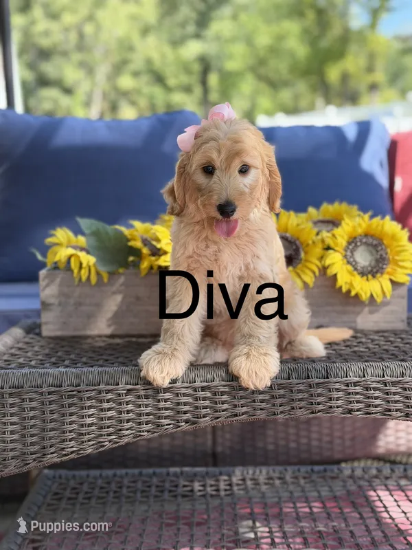 Diva – Goldendoodle puppy for sale in Mayfield, KY