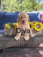 Diva, a female Goldendoodle for sale in Mayfield, KY – 1 of 10