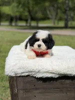 Bo, a male Miniature Goldendoodle for sale in Mayfield, KY – Photo 6 of 10