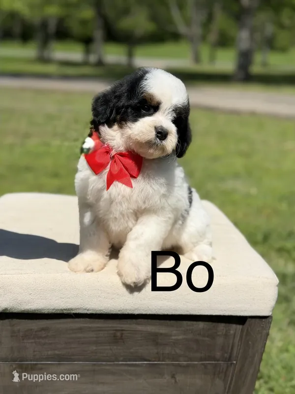 Bo – Miniature Goldendoodle puppy for sale in Mayfield, KY