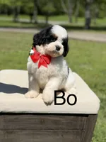 Bo, a male Miniature Goldendoodle for sale in Mayfield, KY – Photo 1 of 10