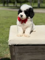 Bo, a male Miniature Goldendoodle for sale in Mayfield, KY – Photo 8 of 10