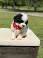 Bo, a male Miniature Goldendoodle for sale in Mayfield, KY – Photo 2 of 10