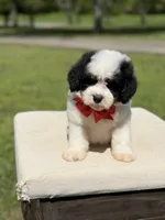 Bo, a male Miniature Goldendoodle for sale in Mayfield, KY – Photo 3 of 10