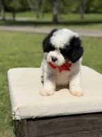 Bo, a male Miniature Goldendoodle for sale in Mayfield, KY – Photo 9 of 10