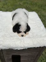 Bo, a male Miniature Goldendoodle for sale in Mayfield, KY – Photo 5 of 10