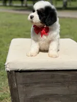 Bo, a male Miniature Goldendoodle for sale in Mayfield, KY – Photo 10 of 10