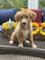 Alina, a female Miniature Goldendoodle for sale in Mayfield, KY – 4 of 10