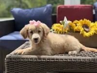 Angel, a female Miniature Goldendoodle for sale in Mayfield, KY – 2 of 10