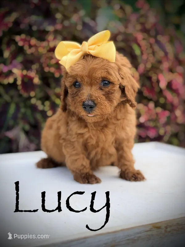 Lucy – Miniature Goldendoodle puppy for sale in Mayfield, KY