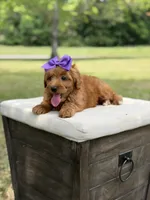 Whitney, a female Miniature Goldendoodle for sale in Mayfield, KY – 4 of 10