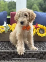 Alex, a male Miniature Goldendoodle for sale in Mayfield, KY – 6 of 10