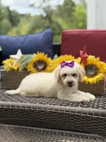 Aubrey, a female Miniature Goldendoodle for sale in Mayfield, KY – 7 of 10