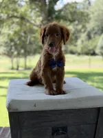 Boo, a female Miniature Goldendoodle for sale in Mayfield, KY – 7 of 10