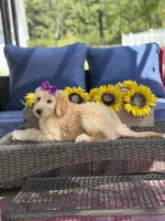 Dixie , a female Goldendoodle for sale in Mayfield, KY – 5 of 10