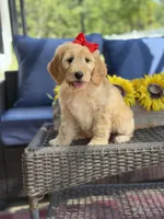 Dolly , a female Goldendoodle for sale in Mayfield, KY – 5 of 10