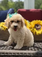 Airel, a female Miniature Goldendoodle for sale in Mayfield, KY – 6 of 10