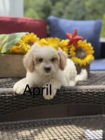 April, a female Miniature Goldendoodle for sale in Mayfield, KY – 1 of 10